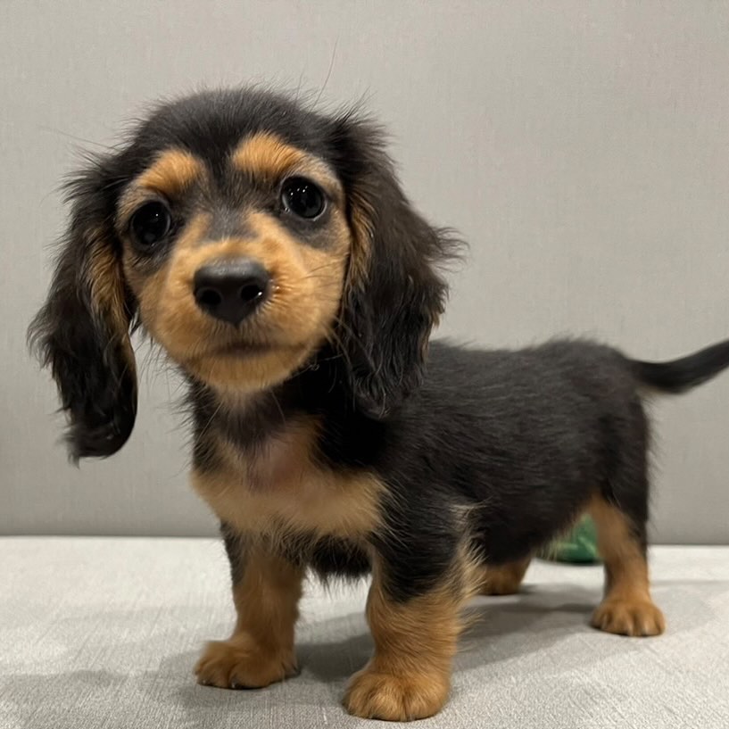 Bella Teckel (Dachshund)