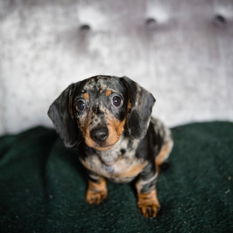Lilly Teckel (Dachshund)