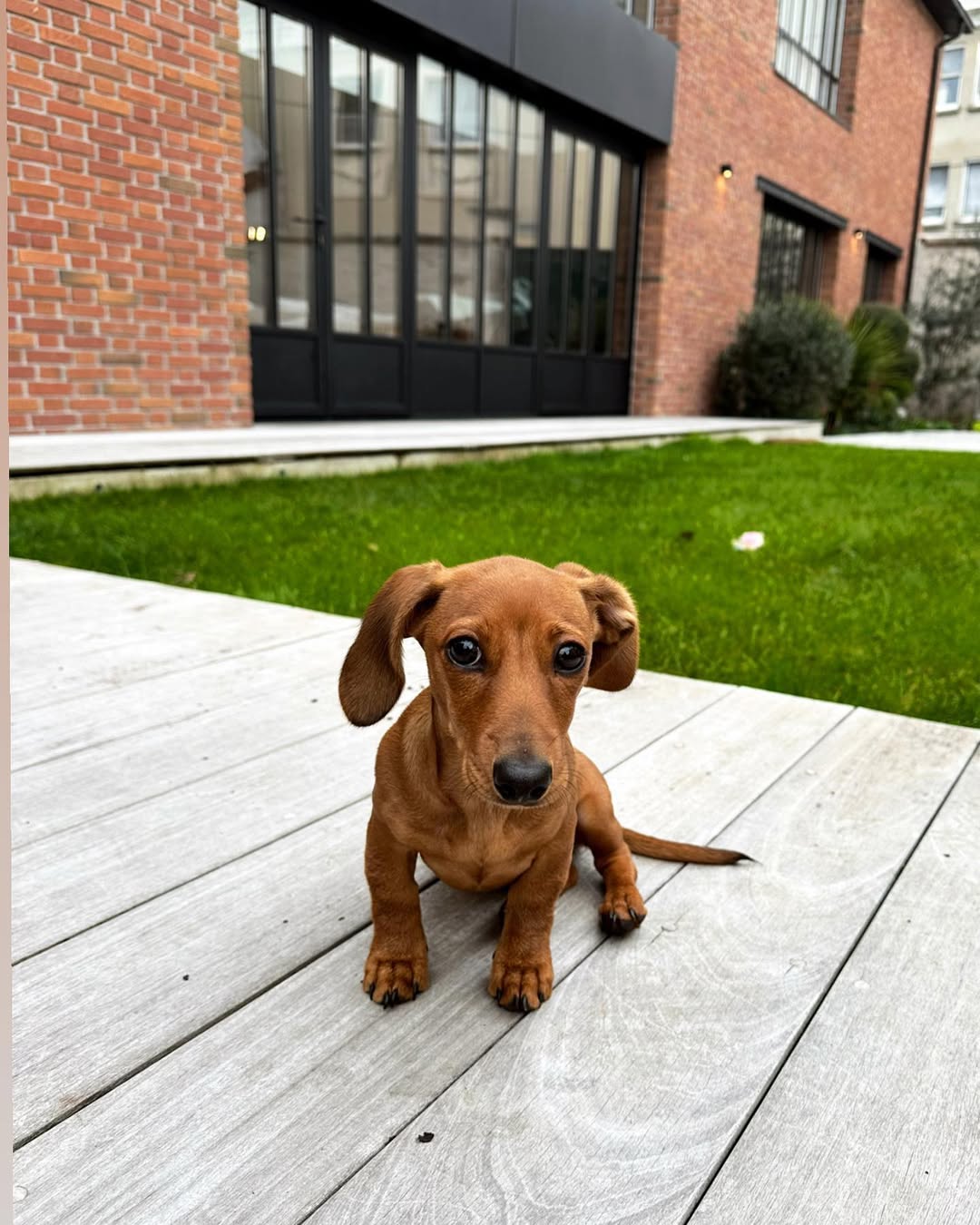 Nina Teckel (Dachshund)