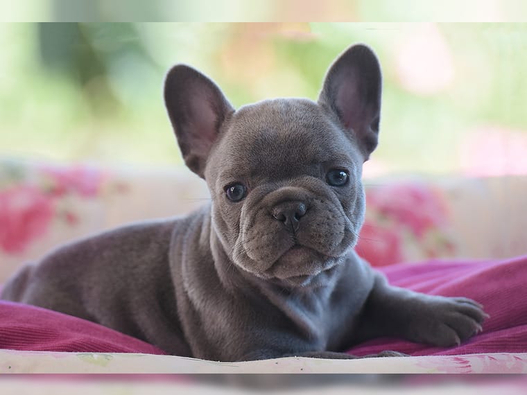 Nina Franse Bulldog
