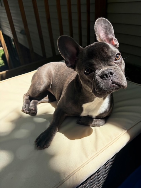 Susie Franse Bulldog