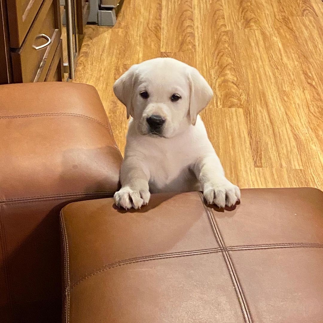 Fiona Labrador Retriever
