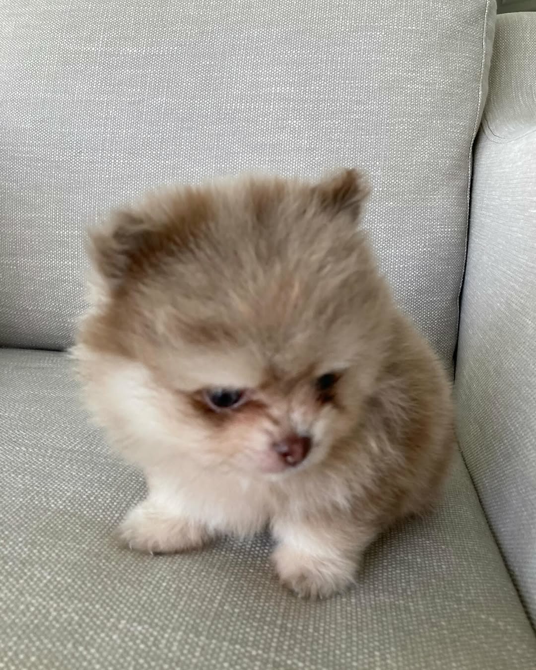 Kelly Pomeranian (Dwergkeeshond)
