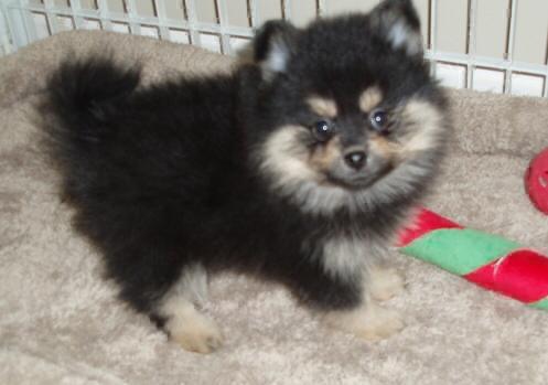 Kyra Pomeranian (Dwergkeeshond)