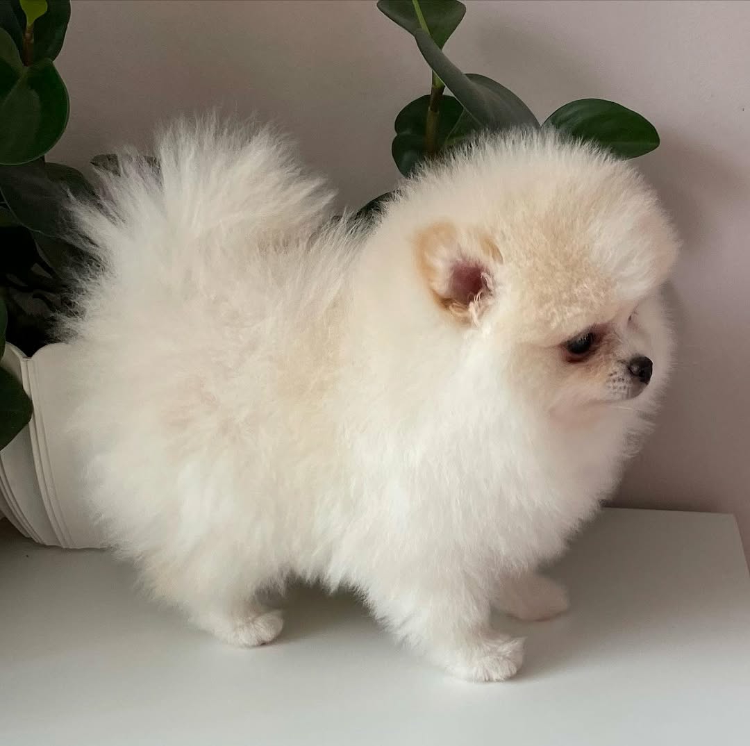 Marko Pomeranian (Dwergkeeshond)